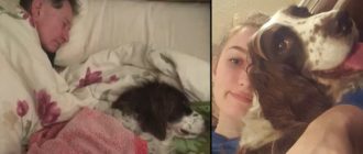Die Familie schläft abwechselnd zusammen, um dem alten Hund Gesellschaft zu leisten (Video)