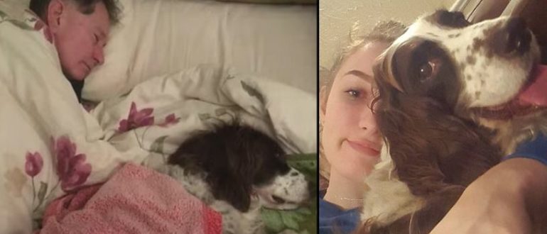 Die Familie schläft abwechselnd zusammen, um dem alten Hund Gesellschaft zu leisten (Video)