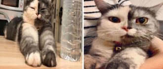 Die Katze wird vor allem für ihr neugieriges Aussehen bekannt