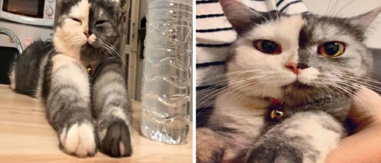 Die Katze wird vor allem für ihr neugieriges Aussehen bekannt
