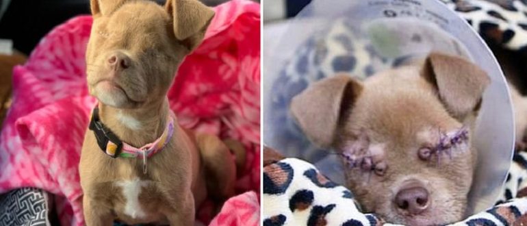 Die wundersame Reise ist zu dem verlassenen blinden Hund gekommen