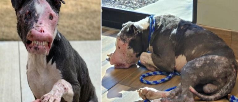Ein Hund, der an einer Autoimmunerkrankung leidet, zeigt, dass wahre Schönheit von innen kommt