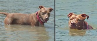 Ein Hund, der von einem Garnelenboot gefallen war, wurde Tage später lebend aufgefunden, nachdem er sechs Meilen ans Ufer geschwommen war
