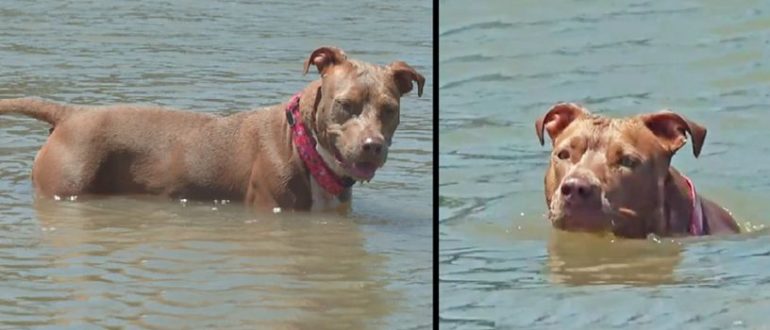 Ein Hund, der von einem Garnelenboot gefallen war, wurde Tage später lebend aufgefunden, nachdem er sechs Meilen ans Ufer geschwommen war