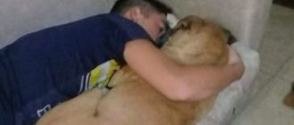 Ein Hund lief in den Armen seines Besitzers davon, nachdem er durch Feuerwerkskörper eine Panikattacke erlitten hatte