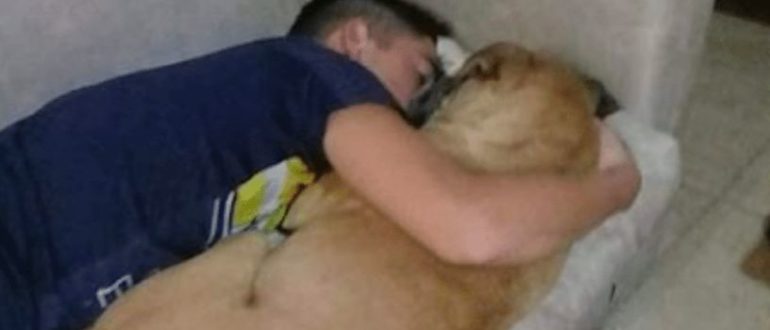 Ein Hund lief in den Armen seines Besitzers davon, nachdem er durch Feuerwerkskörper eine Panikattacke erlitten hatte