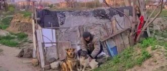 Ein Obdachloser kümmert sich um 30 streunende Hunde, die auf einem leeren Grundstück leben