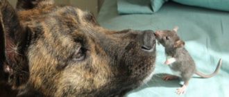 Ein Rettungshund, der sich niedergeschlagen fühlte, hatte niemanden zum Spielen, bis eine Ratte auftauchte