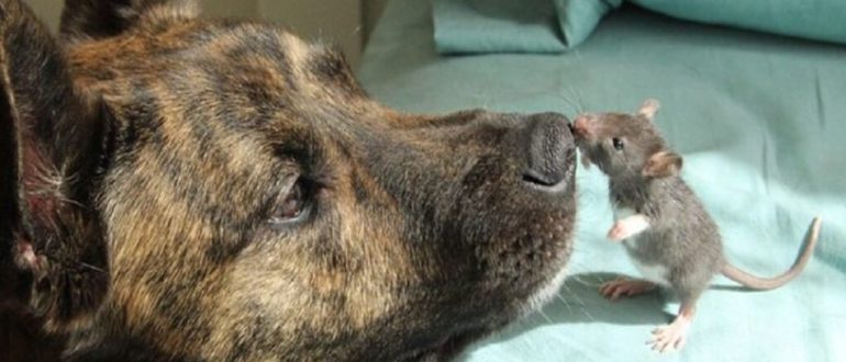 Ein Rettungshund, der sich niedergeschlagen fühlte, hatte niemanden zum Spielen, bis eine Ratte auftauchte