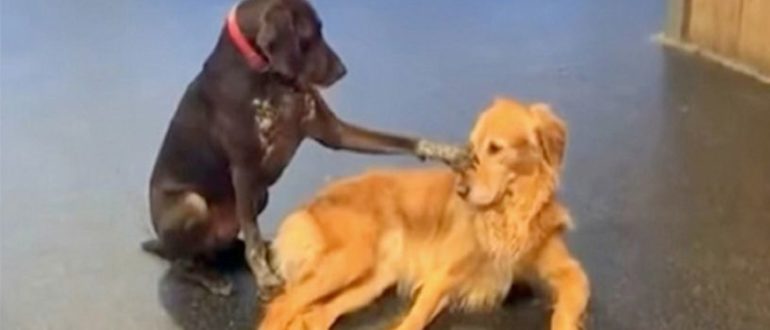 Ein besonderer Hund umarmt andere Hunde in der Tagesstätte und beginnt, sie zu streicheln!