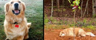 Ein dreibeiniger Hund vermisst seinen Freund immer