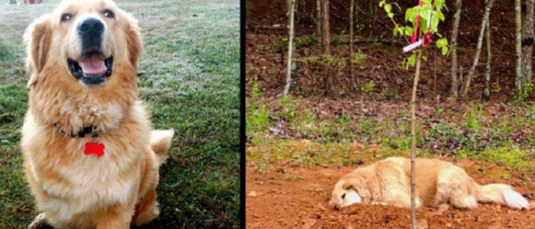 Ein dreibeiniger Hund vermisst seinen Freund immer