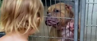 Ein fürsorglicher 2-Jähriger geht in ein Hundeheim und sucht sich einen kranken, schüchternen Pitbull aus, der Liebe braucht (Video)