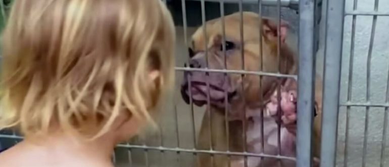 Ein fürsorglicher 2-Jähriger geht in ein Hundeheim und sucht sich einen kranken, schüchternen Pitbull aus, der Liebe braucht (Video)