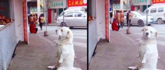 Ein kurzbeiniger Hund bringt Herzen zum Schmelzen, während er geduldig auf kostenloses Brathähnchen aus einem Stand wartet
