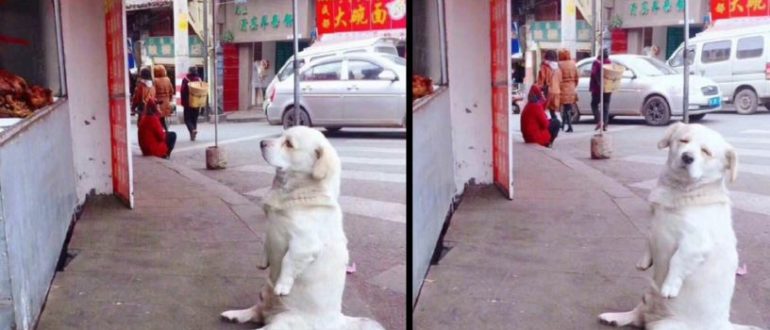 Ein kurzbeiniger Hund bringt Herzen zum Schmelzen, während er geduldig auf kostenloses Brathähnchen aus einem Stand wartet