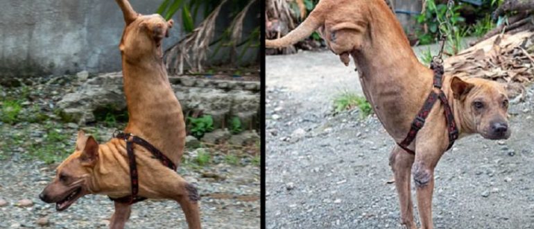 Ein ohne Hinterbeine geborener Hund hat dank seines freundlichen Besitzers gelernt, auf den Vorderbeinen zu balancieren