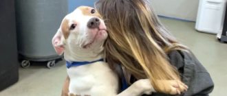 Ein von seinem Besitzer am Flughafen ausgesetzter Hund hat die Chance, adoptiert zu werden