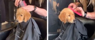 Ein wohlerzogener Hund begleitet seinen Besitzer zum Friseursalon und sitzt dort still, um sich die Haare schneiden zu lassen!  (Video)