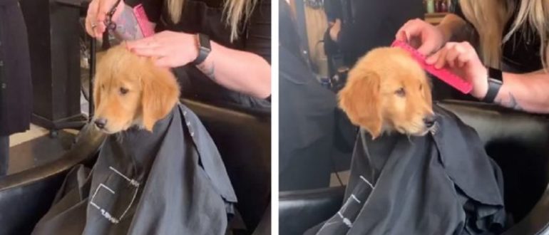 Ein wohlerzogener Hund begleitet seinen Besitzer zum Friseursalon und sitzt dort still, um sich die Haare schneiden zu lassen!  (Video)