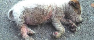 Eine elende Hündin lag mitten auf der Straße, als ihr ein Wunder widerfuhr!  (Video)