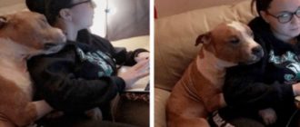 Frau adoptierte einen Pitbull – Seitdem sind die beiden praktisch unzertrennlich (Video)
