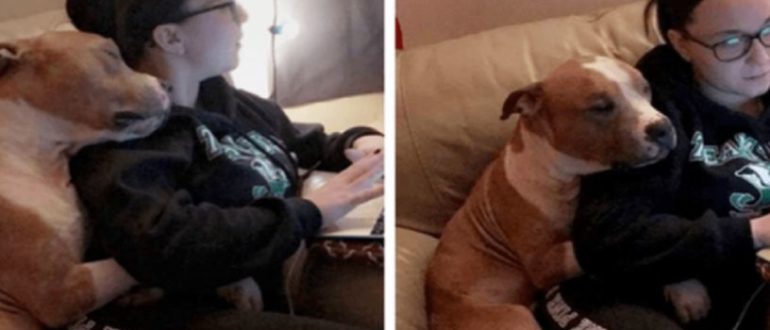 Frau adoptierte einen Pitbull – Seitdem sind die beiden praktisch unzertrennlich (Video)