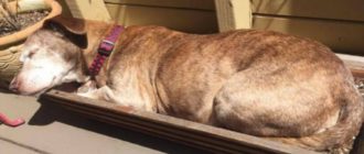 Gehörloser Hund hat nach 11 Jahren auf der Straße endlich ein Zuhause für immer gefunden