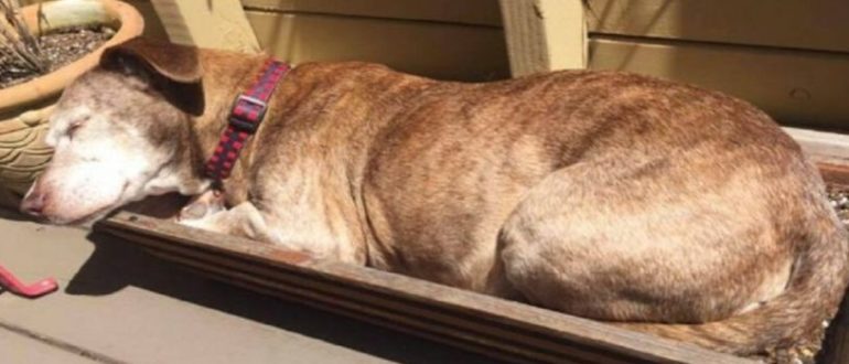 Gehörloser Hund hat nach 11 Jahren auf der Straße endlich ein Zuhause für immer gefunden