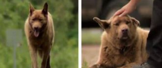 Hund geht jeden Tag 4 Meilen in die Stadt, nur um allen Hallo zu sagen!  (Video)
