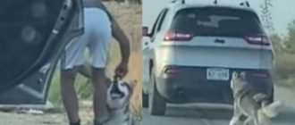 Hund mit gebrochenem Herzen wurde 24 Stunden nachdem er von seiner Familie ausgesetzt wurde adoptiert (Videos)