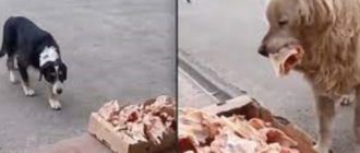 Jeden Tag hinterlässt der barmherzige Metzger Essensreste vor seinem Laden für streunende Hunde (Video)