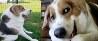 Lernen Sie Cooper kennen – einen besonderen Hund mit einer seltenen Missbildung und einem Leben voller Liebe!