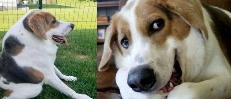 Lernen Sie Cooper kennen – einen besonderen Hund mit einer seltenen Missbildung und einem Leben voller Liebe!