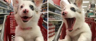 Super lustiger Ausdruck eines Hundes, der gerne bei Target einkauft
