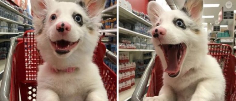 Super lustiger Ausdruck eines Hundes, der gerne bei Target einkauft