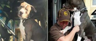 UPS-Fahrer, der auf einer Zustellroute eine Bindung zu einem Pitbull eingeht, adoptiert ihn (Video)