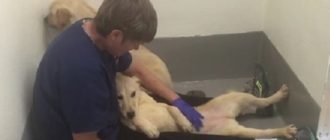 Von koreanischer „Hundefleisch“-Farm gerettete Hunde empfinden zum ersten Mal Liebe (Video)