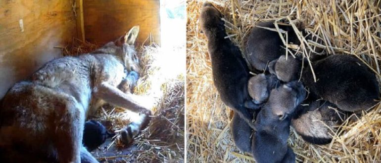 Wurf von sechs vom Aussterben bedrohten Rotwolfwelpen im Zoo geboren – willkommen auf der Welt