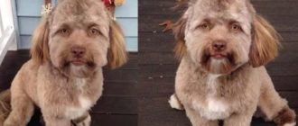 Yogi – Der besondere Hund wegen seines menschlichen Gesichts (Video)