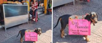 Auf dem Rücken trägt der kleine Hund ein Schild, das auf den Laden seines Besitzers wirbt