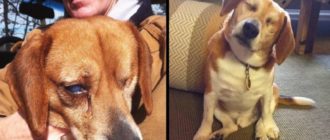 Beagle, der Hund, der sein Auge verloren hat, findet Liebe und Zugehörigkeit bei seiner neuen Mutter