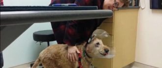 Blinder Hund freut sich, seine Familie nach der Operation zum ersten Mal wiederzusehen. Sehen Sie, wie er reagiert (Videos)