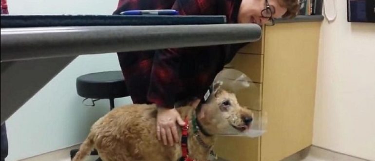 Blinder Hund freut sich, seine Familie nach der Operation zum ersten Mal wiederzusehen. Sehen Sie, wie er reagiert (Videos)