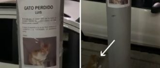 Cat legte sich unter sein Fahndungsplakat und fand seine Familie