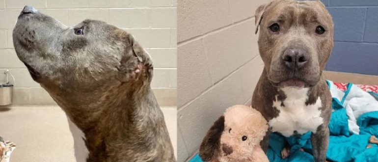 Dem Tierheimhund ist ein Ohr abgerissen und sein bester Stofftierfreund hat ein Ohr, genau wie er