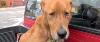 Der Hund, der ausgesetzt wurde, weil er ein alter Hund war, weint jetzt jeden Tag