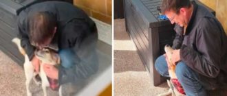 Der Hund ist nach mehr als fünf Jahren vermisst wieder mit seiner Familie vereint (Video)