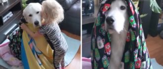 Der Junge deckte seinen Welpen mit einer Decke zu, um ihn vor der Kälte zu schützen (Video)