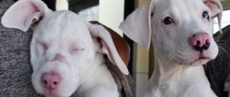 Der Tierheimwelpe hilft seiner gehörlosen und blinden Schwester, sich durch den Alltag zurechtzufinden